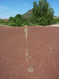 EXPERTISE GEOBIOLOGIQUE