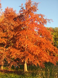 Le FENG SHUI dans votre JARDIN