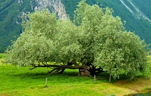 Arbre poussant sur un réseau solaire
