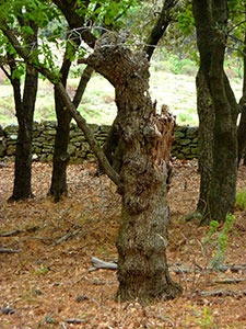 Arbre en souffrance sur un point géopathogène