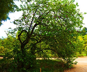 Arbre subissant des perturbations
