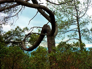 Arbre s